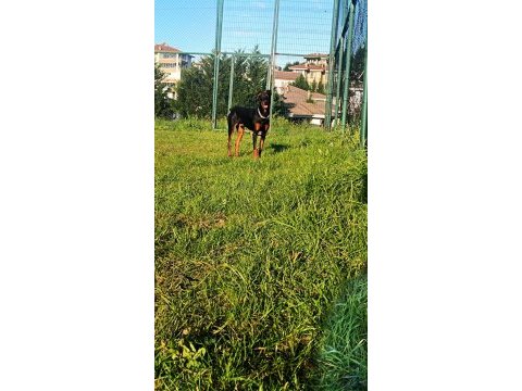 Bugün satılması lazım o yüzden çok uyguna gidecek doberman