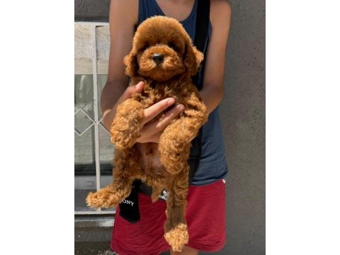 Kore teacup poodle