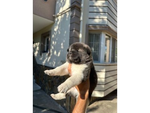 Amerikan akita yavru köpekler