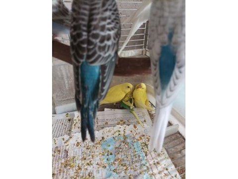 Yavru muhabbet kuşu yeni yeme düşmüş yavrular