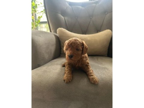 Safkan anne babadan koyu kahve toy poodle