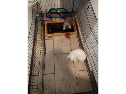 Evcil hollanda lop tavşanları
