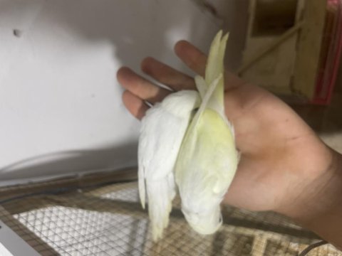 Ele alıştırmalık kuşlar her renk mevcut