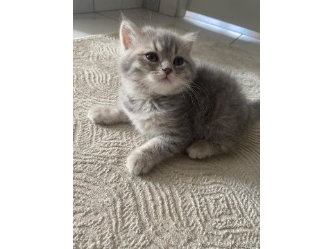 2 aylık safkan british shorthair