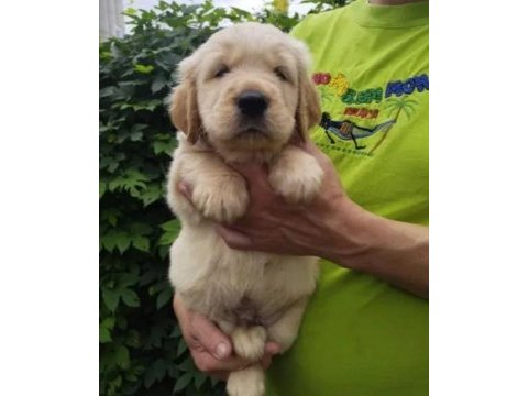 Eğitimli baby face golden retriever bebekleri