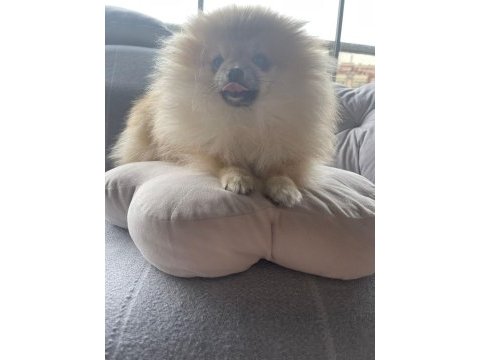 Pomeranian adım çiçek