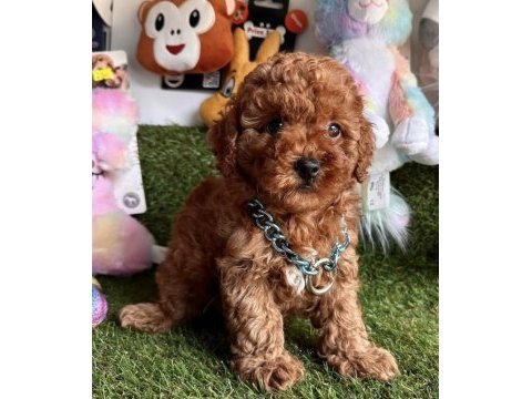 Kore kanı minicik toy poodle yavrular