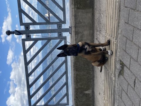 Safkan belçika malinois