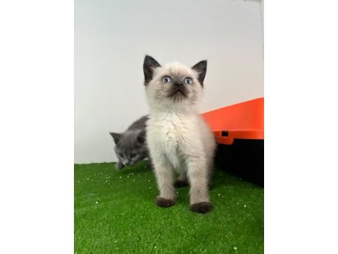 Irk ve sağlık garantili british shorthair yavru