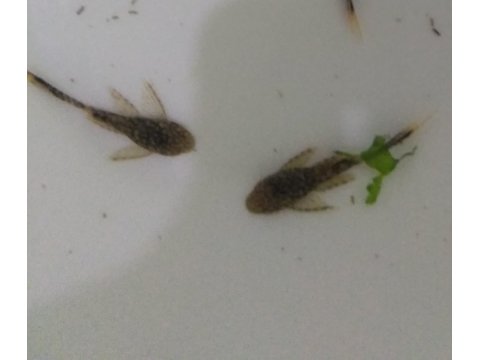 Tül kuyruk cüce vatoz 3 cm