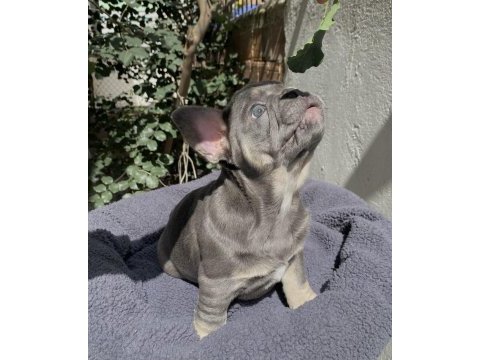 A kalite french bulldog yavruları