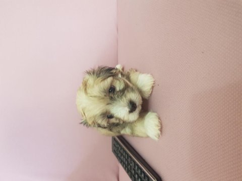 55 günlük orjinal maltese terrier yavrular