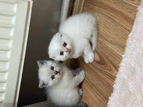 3 erkek yavru kedimiz