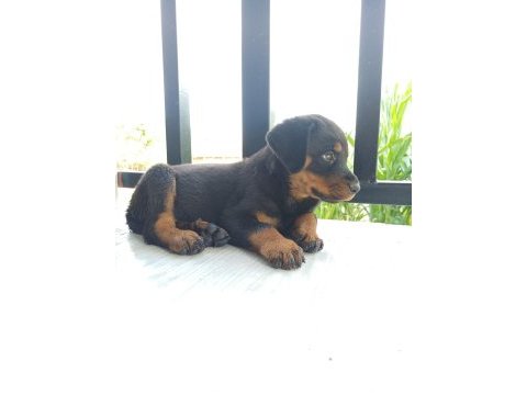 Rottweiler yavrularımız