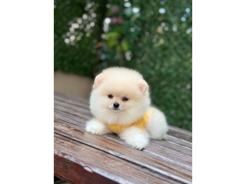 Yeni evlerine gitmeye hazır pomeranian yavruları