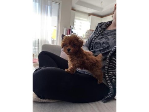 2 aylık yavru toy poodle
