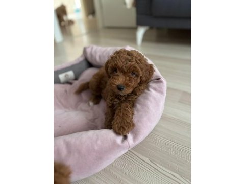 2 aylık 2 adet poodle erkek bebekler