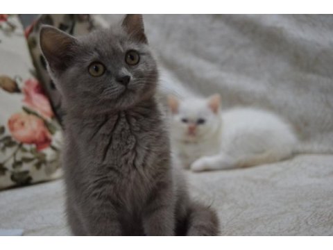 British shorthair yavrular