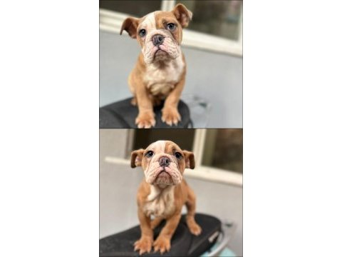 Exotic erkek ingiliz bulldog 3 ay yavru full aşılı