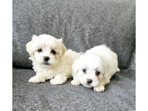 0 numara maltese terrier bebekler