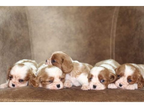 Cavalier king charles yavrular