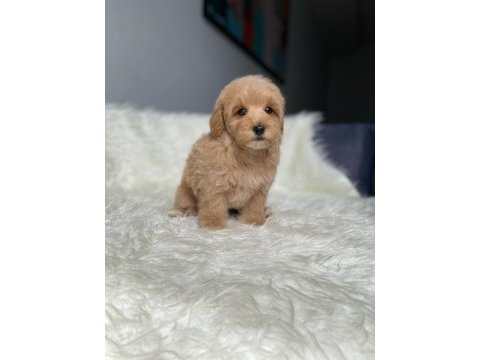 Orijinal toy boyut f1 maltipoo