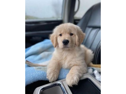 Renk renk golden retriever