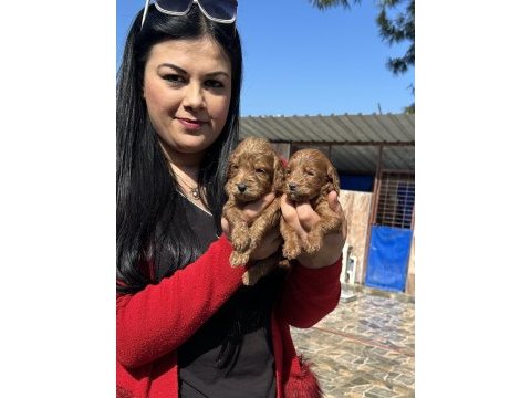 Sağlık ve ırk garantili maltipoo yavrularım