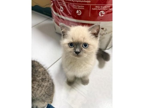 Blue point 2 aylık british shorthair
