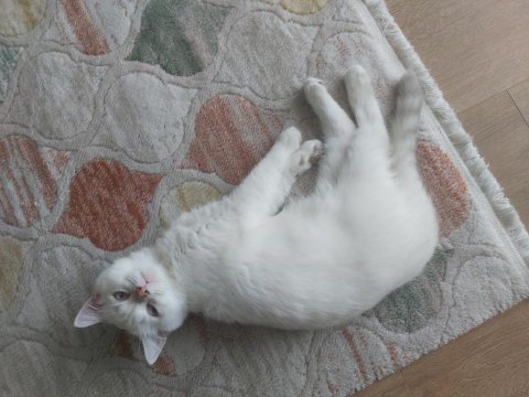 British shorthair yavrumuz ömürlük yuvasını arıyor