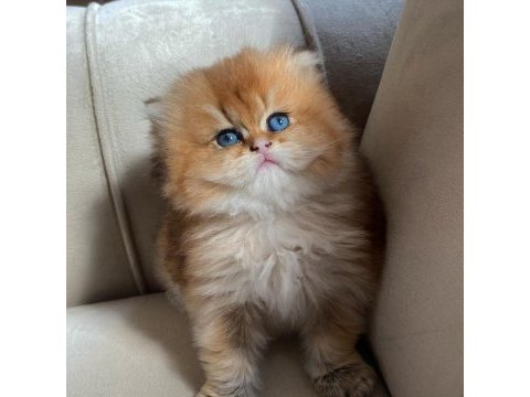 Longhair golden yavrularımız yeni ailelerini bekliyor