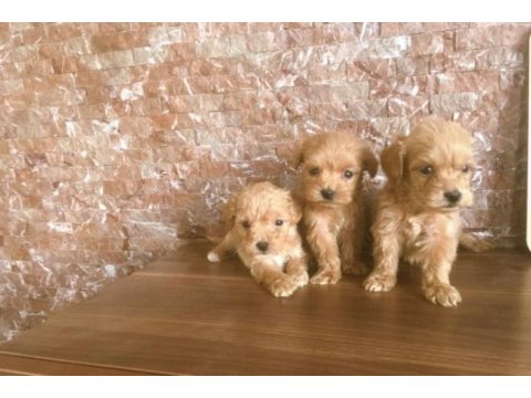 Orjinal bebek yüzlü maltipoo yavrular