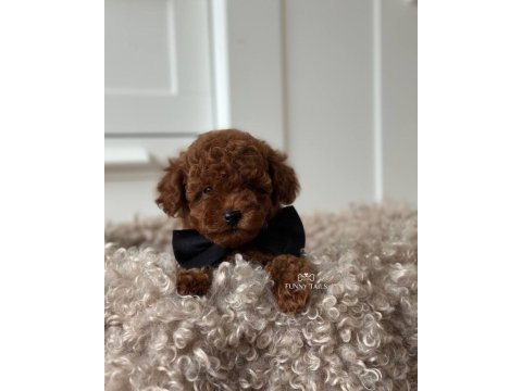 Toy poodle kg garantili yavrular sıfır numara