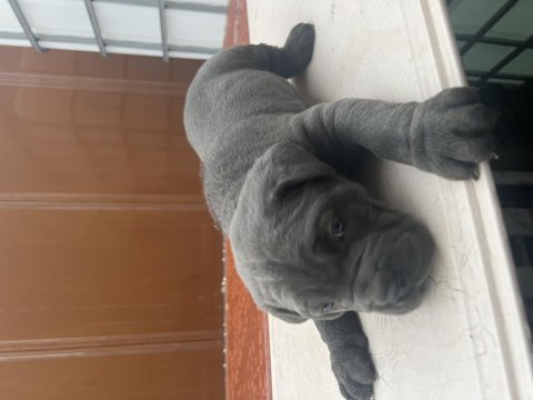 Cane corso yer çatalca