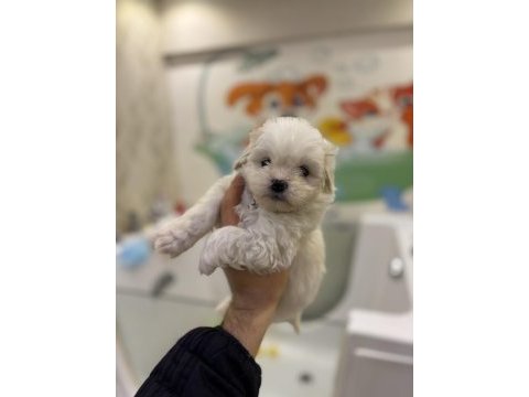 Maltese terrier yavrularımız yeni yuvalarını bekliyorlar