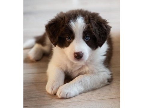 Çok iyi border collie yavruları istanbul