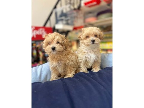 Tüy dökmeyen hi̇poalerjeni̇k safkan teacup malti̇poo