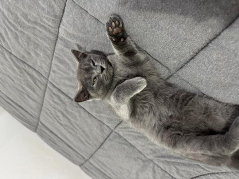 Kedimiz 3 aylık british shorthair