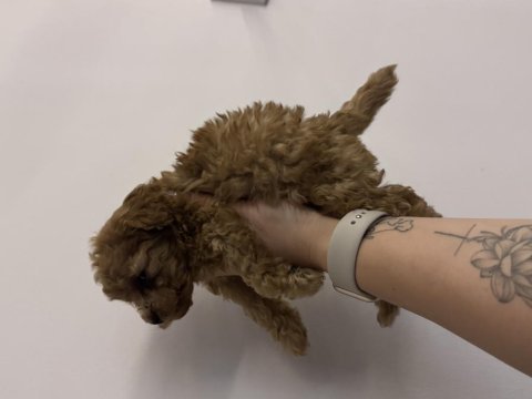Kore kan poodle bebekler