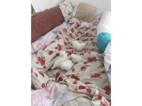 2 aylık yavru iran kedisi