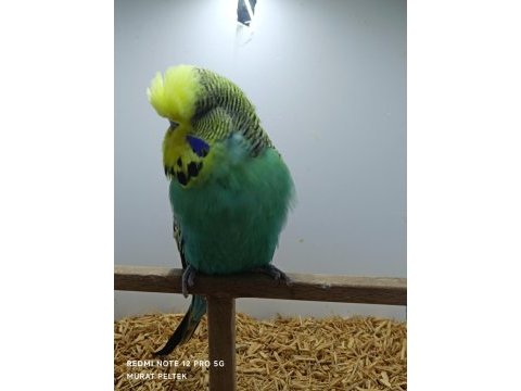 Show jumbo muhabbet kuşlarımız