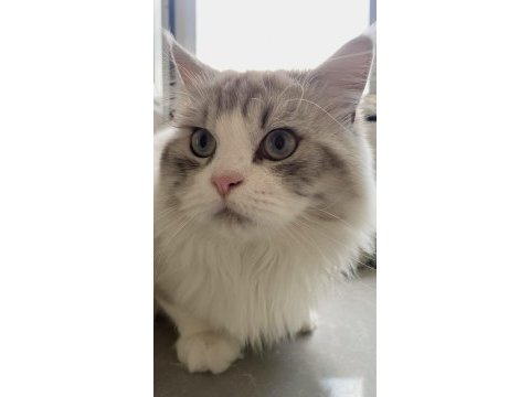 British longhair kediler