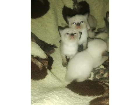Anne altında siyam kedisi