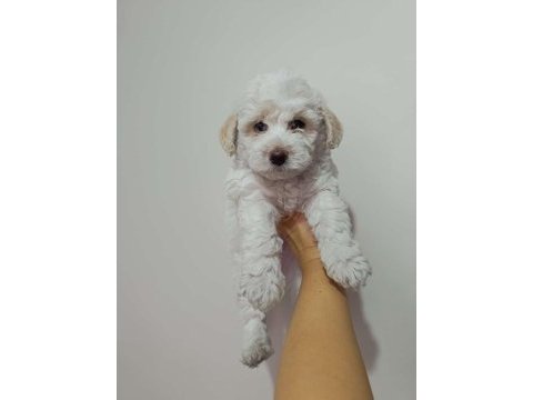 Maltipoo yavru köpeğimiz