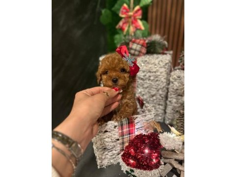 Vitrin güzeli poodle