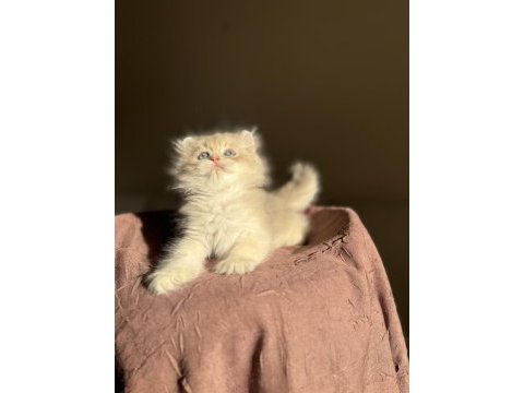 Nadir renk blue golden ay11 british longhair