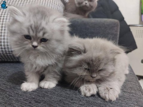 British longhair zühtüm yuva arıyor