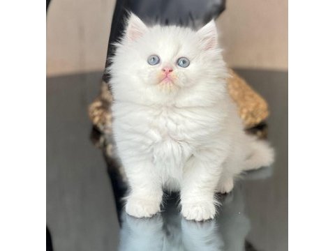 Tüm ekipmanlarıyla beraber verilecek british longhair