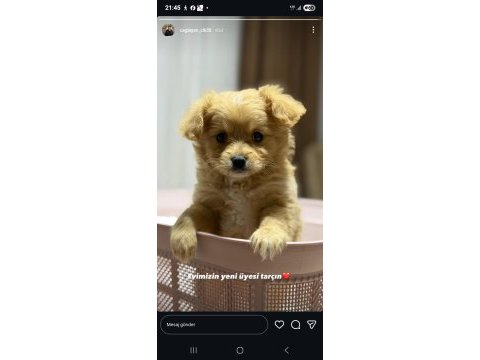 Maltipoo yavru 3 aylik
