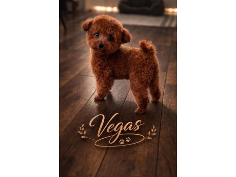3 aylık dişi kore poodle